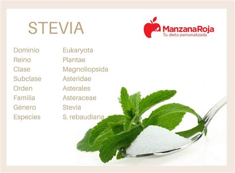 o que é stevia - o que fazer em brotas